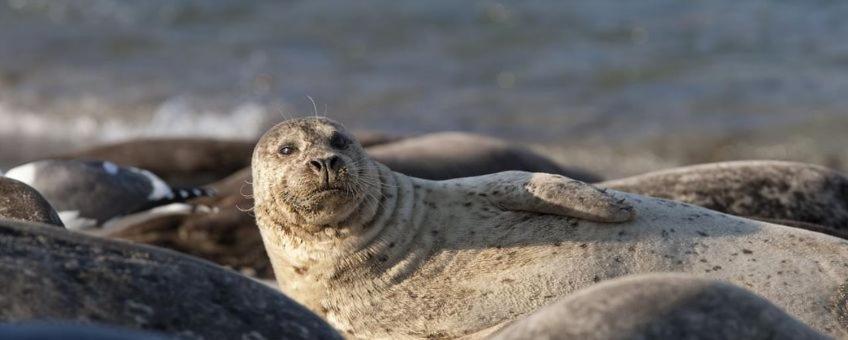 Camping Wad Noch Meer Anna Paulowna Exteriér fotografie